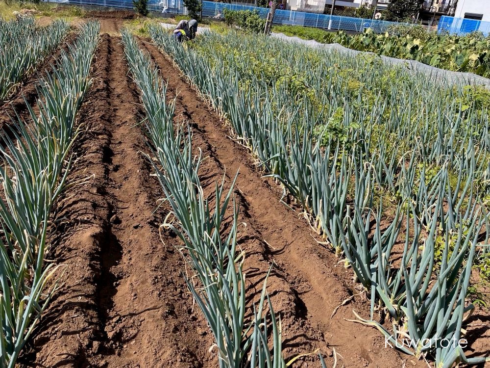 ネギの花❁大潟村公式ブログ おおがた散歩