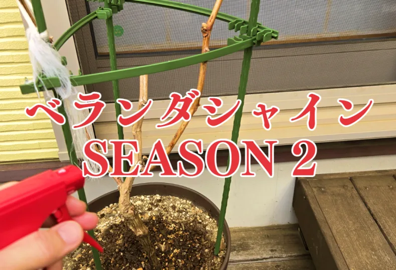 ぶどう栽培 初心者でも迷わない摘芯のタイミングとやり方農家web