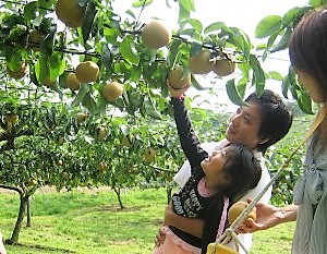 夏のフルーツ狩り特集！ 「京成電鉄で行く ブルーベリー狩り」船橋トピックス 身近にあるニュースを日々お届け！ まいぷれ 船橋市