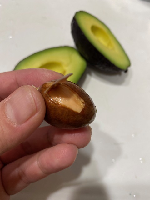アボカドの栽培Avocados From MexicoアボカドFromメキシコ