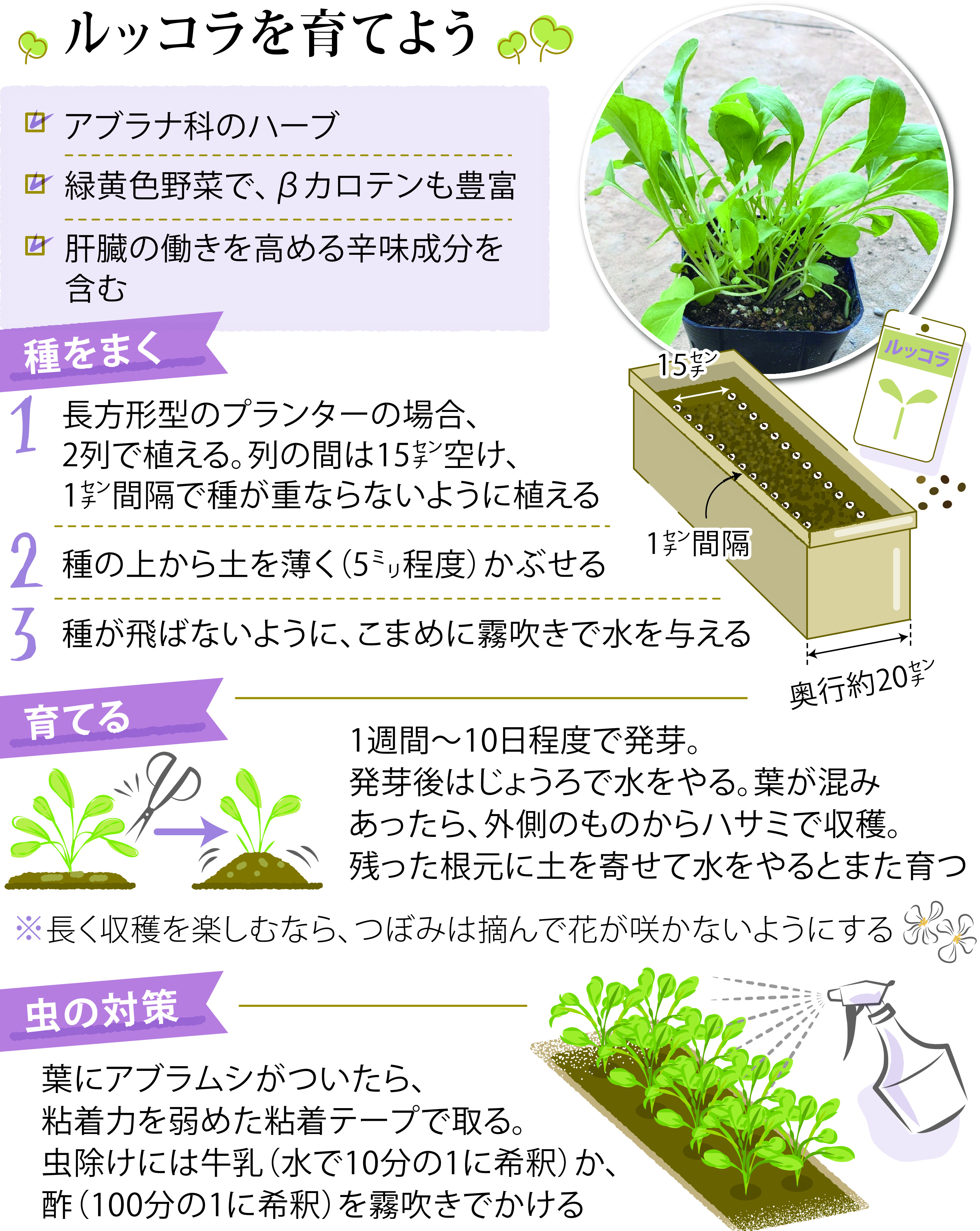 プランターで簡単！ルッコラの育て方と収穫のコツ 初心者向け- FARM NAVI ファームナビ