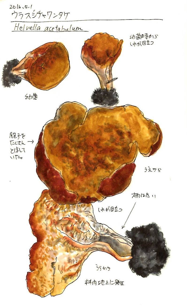 オオチャワンタケ Peziza vesiculosa チャワンタケ科 Pezizaceae チャワンタケ属 三河の植物観察野草