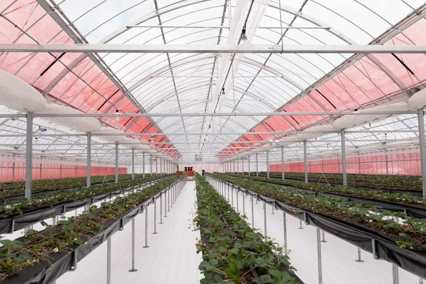 新規就農者必見 ビニールハウスでのイチゴ高設栽培メソッドコラムイノチオグループ