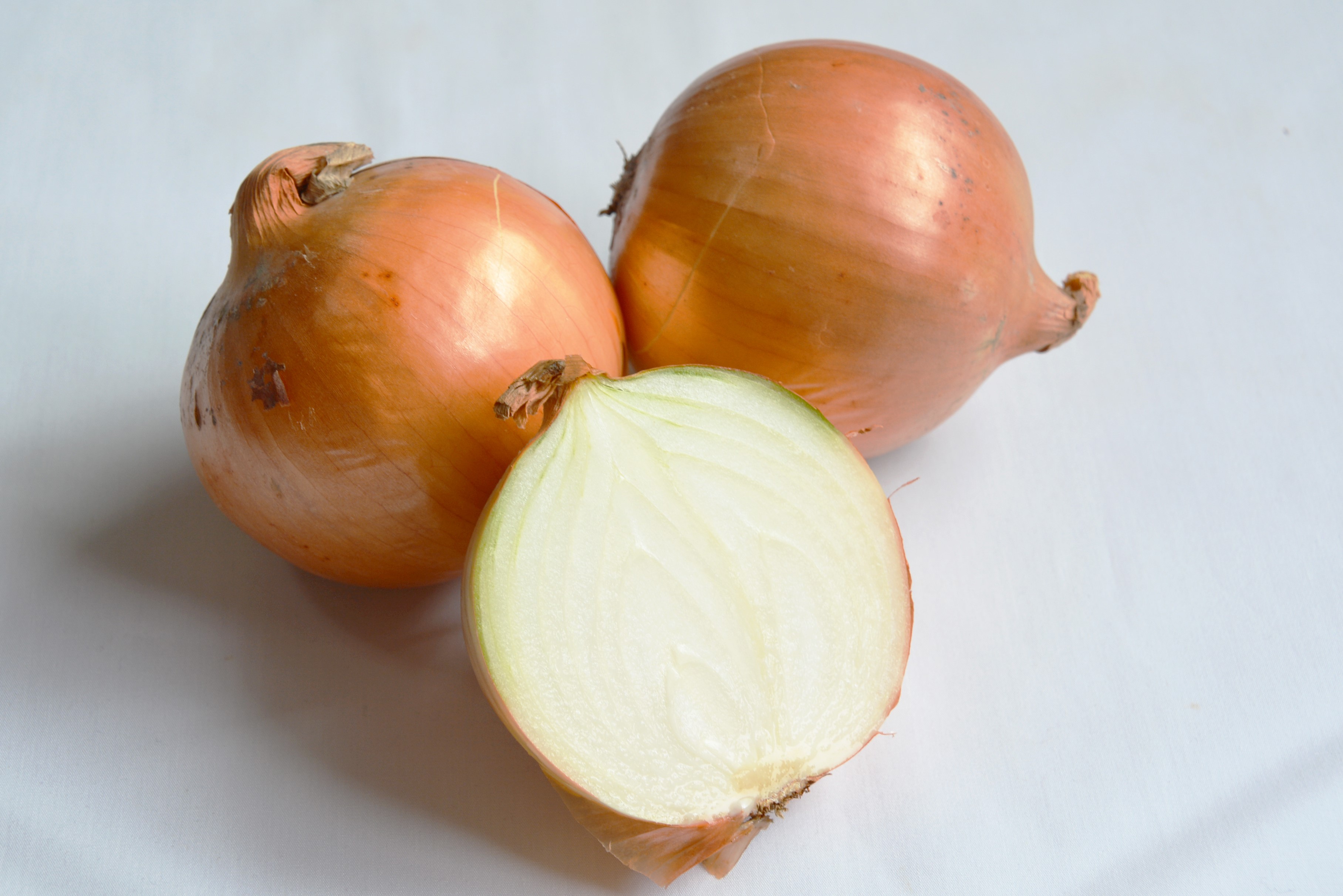玉ねぎ 食べているのは葉っぱ - 野村陽子植物細密画工房