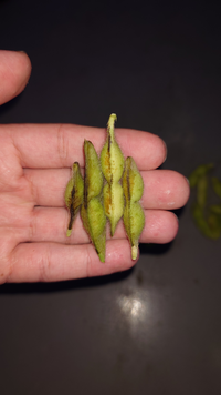 枝豆のかかりやすい病気一覧葉っぱの斑点はベト病？原因や対策紹介🍀GreenSnap グリーンスナップ