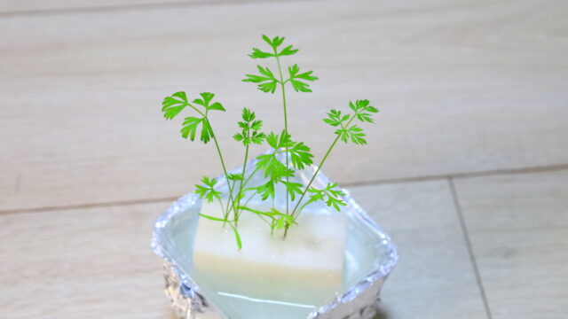 お空の愛兎へエコポットでにんじん作り 育成ライト初挑戦うしをみながら野菜づくり