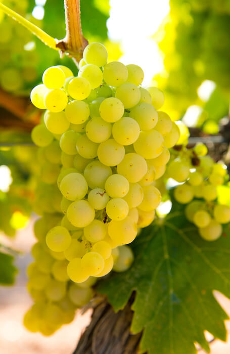 ぶどう苗 シャルドネ 果樹苗 10.5cmポット挿し木苗植物のＩＴＡＮＳＥ 全品送料無料・即出荷