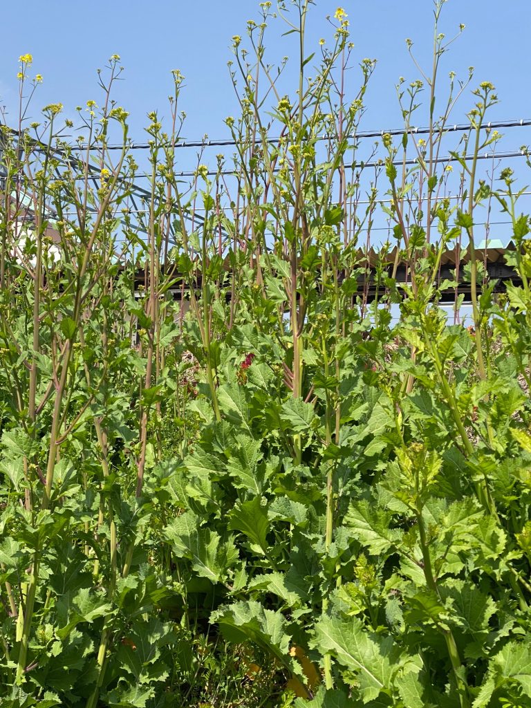 菜の花のからし和えレシピ創味食品