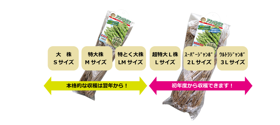 アスパラガスの栽培方法・育て方 タキイネット通販