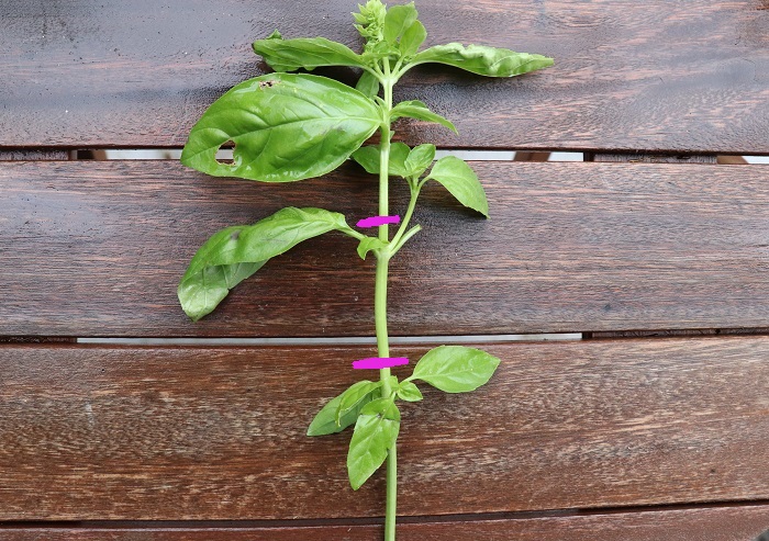 バジルの挿し木で収穫量を増やすやり方と失敗例 - みいの記録帳