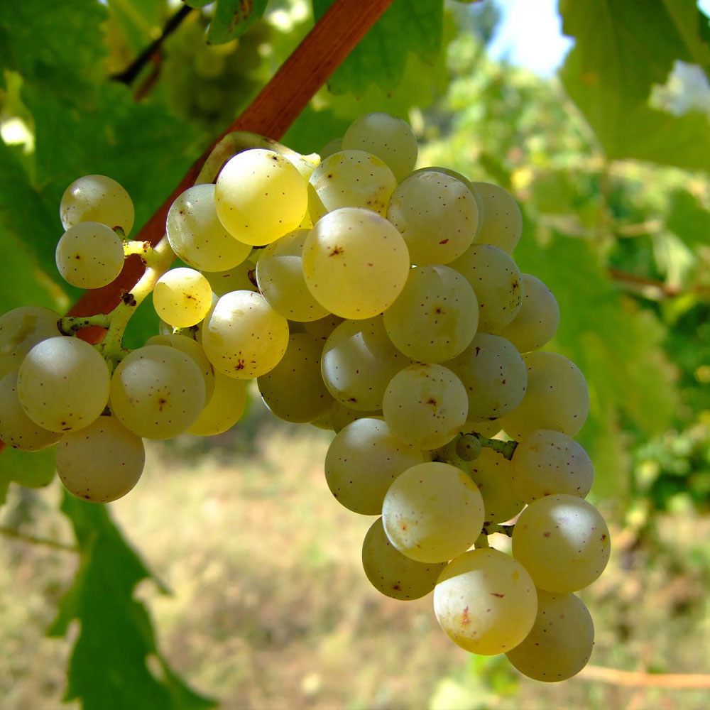 バニラヨーグルト 白ぶどう シャルドネ商品紹介日本ルナ株式会社