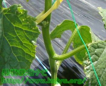 トマト苗、日々の栽培管理「芽かき・誘引」