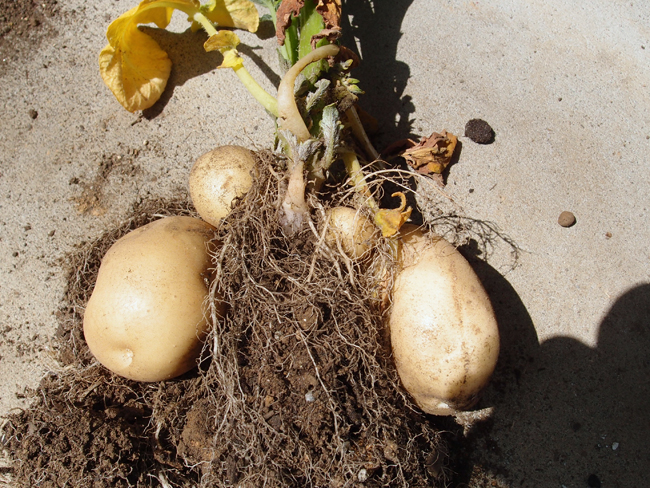 春植えじゃがいも販売スタート！！めざせ大収穫！！鹿児島園芸ガーデニング＆ファーマーズ滝の神