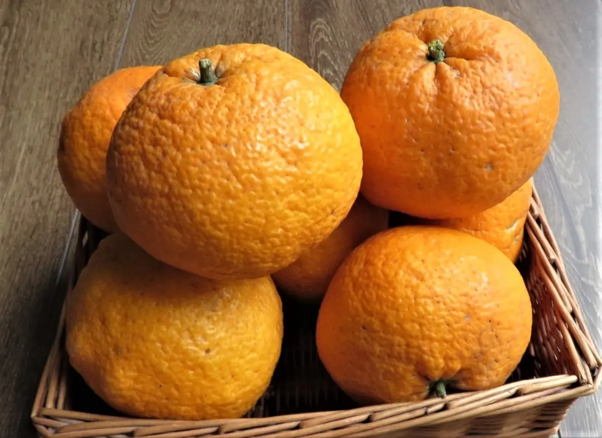 夏みかんジャムの作り方と美味しさの秘密