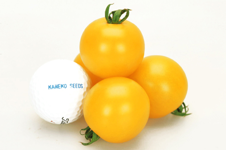 イエローピコ ミニトマト- e-種や国内最大級の野菜種・花種・苗・農業資材の販売店