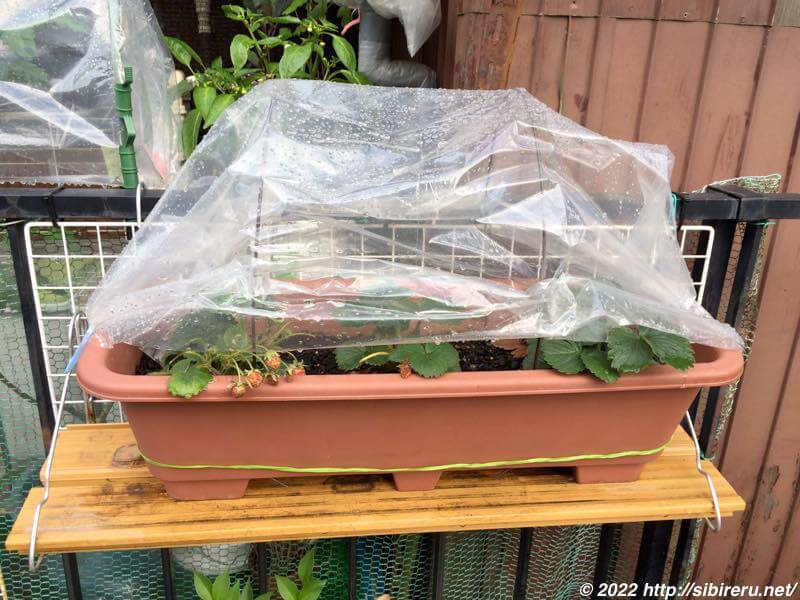 家庭菜園 プランタービニールハウス？でいちご栽培&ラズベリー編 まとめしびれる