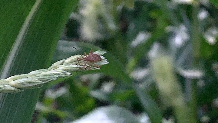 トウモロコシのひげを食べられた。 : のじさんの徒然草