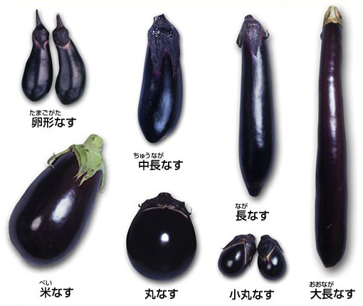ナス・Rosso di Napoli Eggplant 固定種10粒-オーガニック種子
