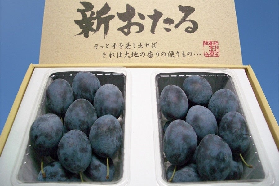 今季実は終了しました2025年育てる楽しみプルーンスタンレー6号鉢植え果樹プルーン果樹園芸百貨店何でも揃うこぼんさい