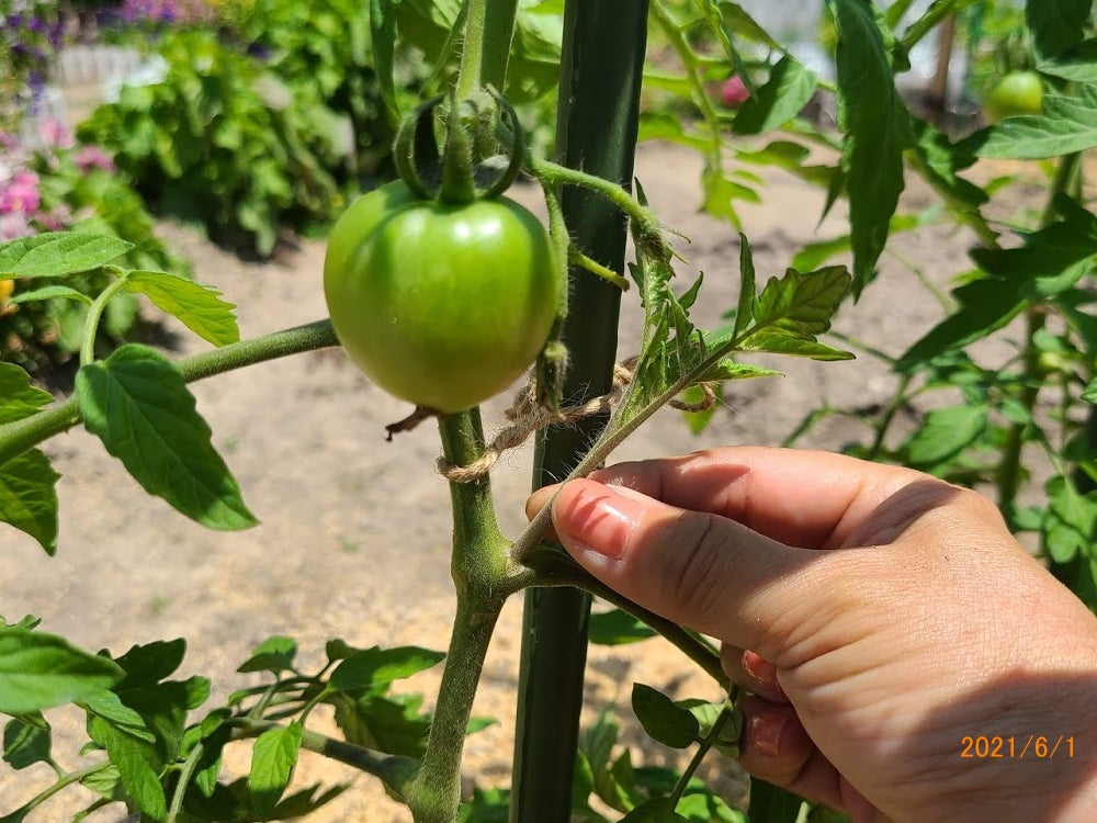 ジャガイモ栽培記録③ 芽かき ～ 収穫- 決めつけないブログ