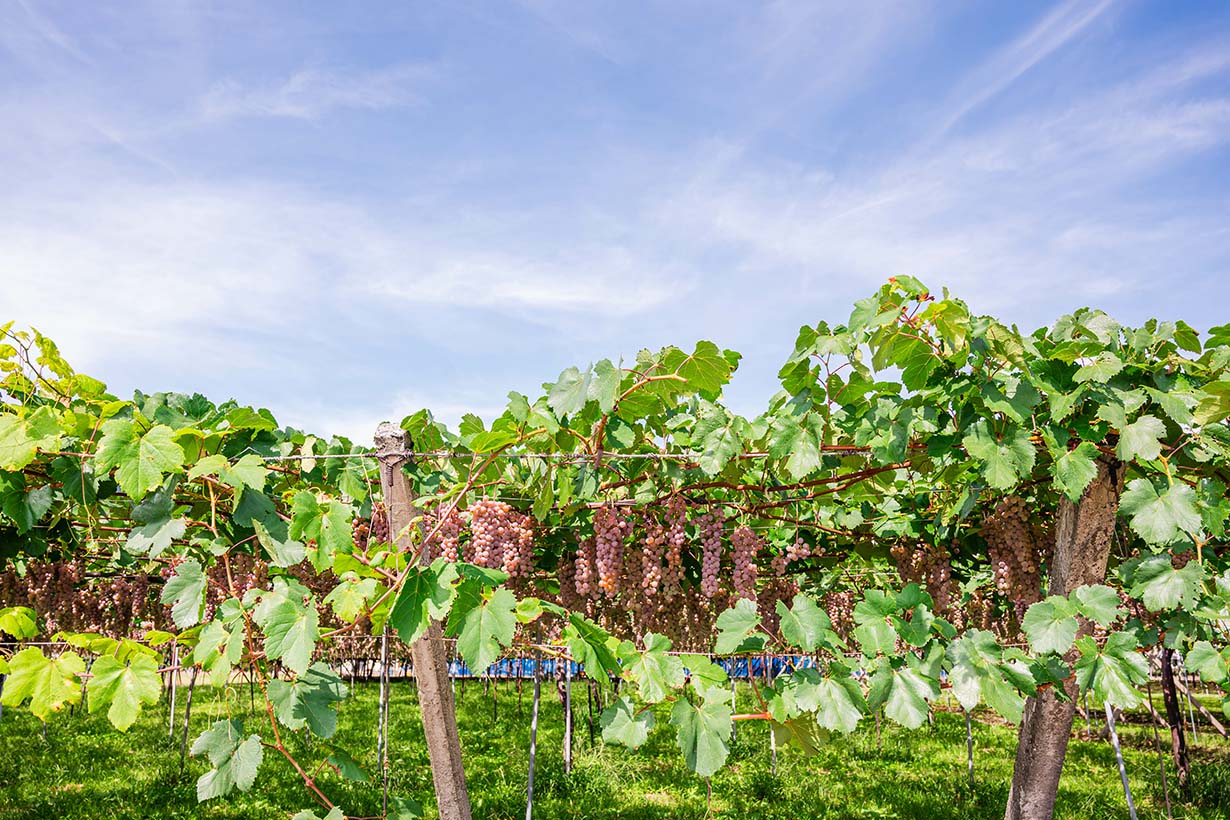 ブドウ棚を作るープライベート果樹園を作る 4 ーわかさぎ&ヒメマス釣行記