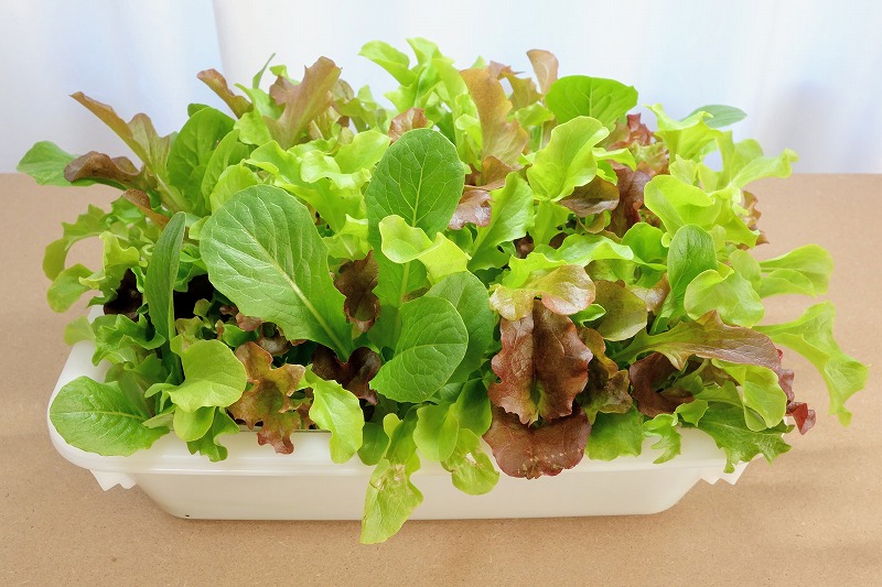 グリーンカールの保存 グリーンリーフの保存あれをやれば保存期間は10日間