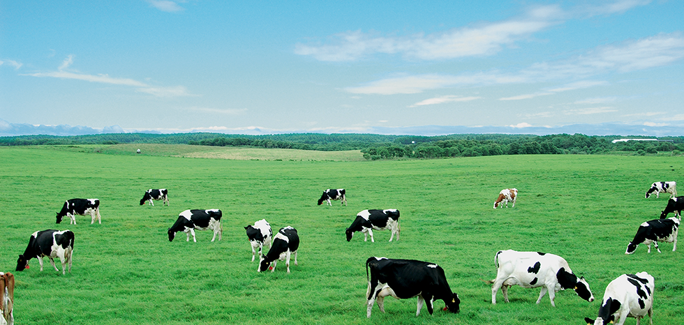 北海道十勝 特選よつ葉牛乳 1000ml一般食品,乳製品,牛乳・乳飲料amity every e shop