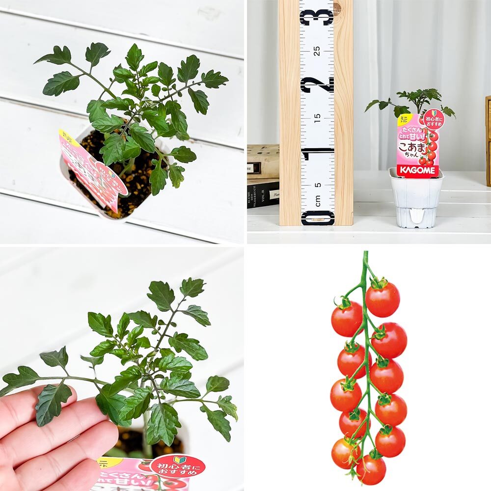 初心者向け マンションのベランダで家庭菜園を始めよう!野菜の育て方完全マニュアル有機野菜とだいじなはなしみっくすなっつアイチョイスのWEBマガジン