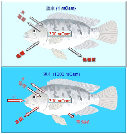 海水の塩分濃度は?あさりの砂抜きや魚の飼育のための海水の作り方もSHINE+ 暮らしを磨く