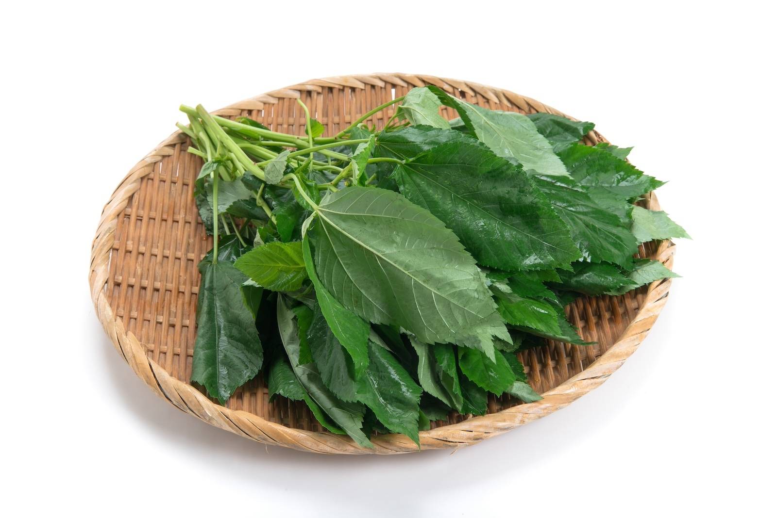 夏」の野菜の一覧みなとの野菜大辞典