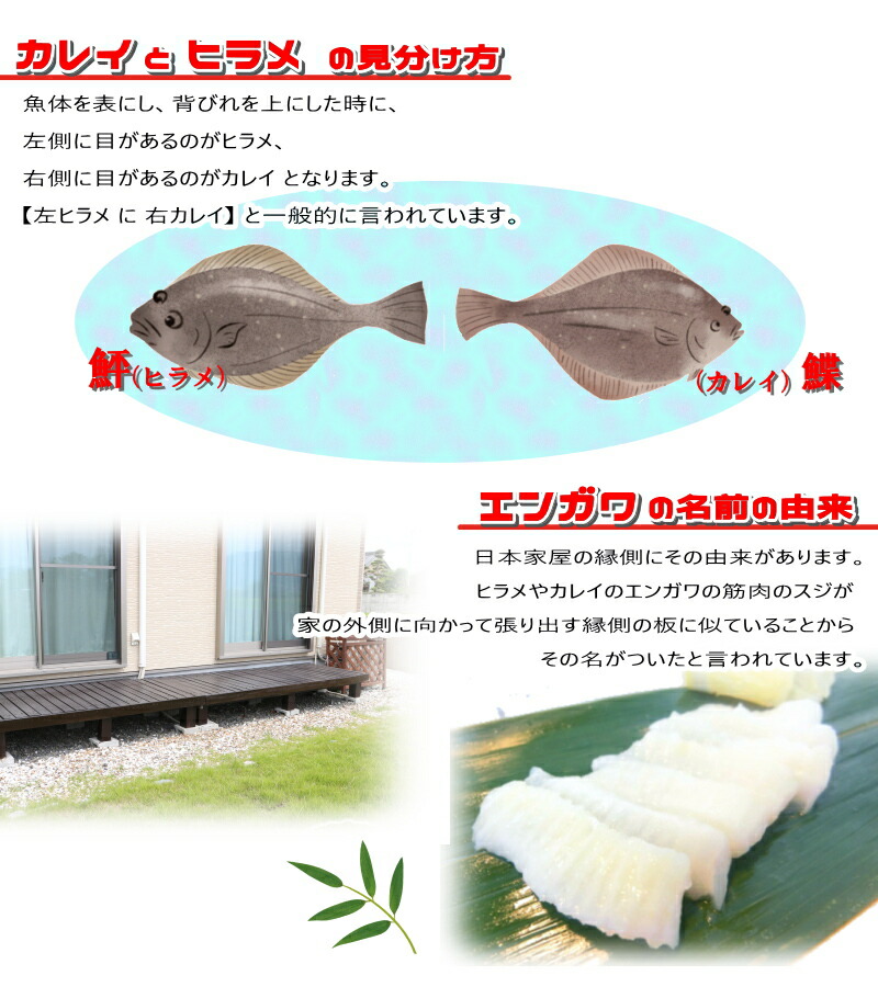 えんがわを魚屋が解説お寿司の定番は何の魚