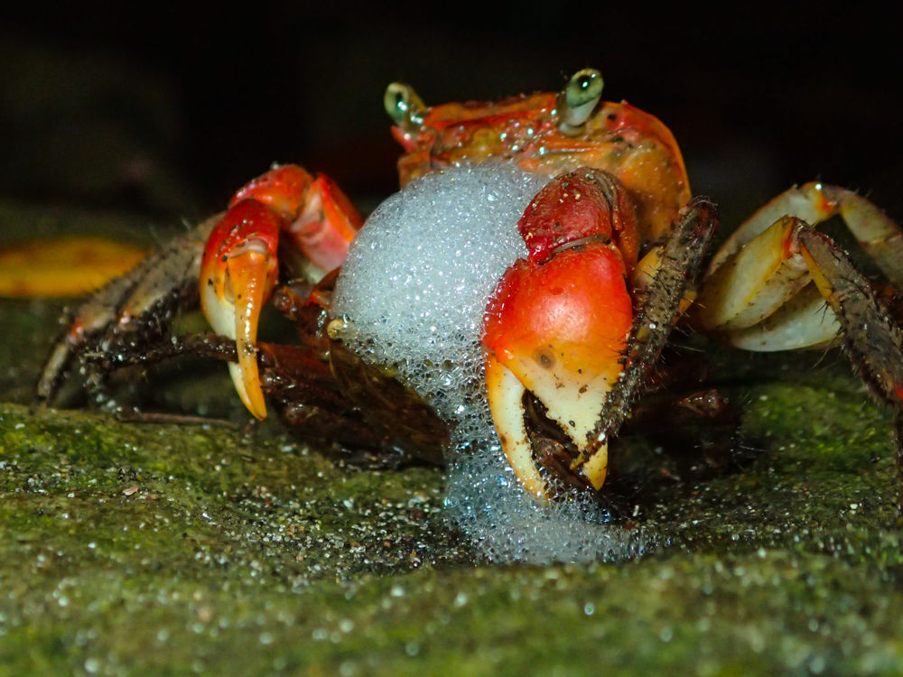 水面で泡を吹くカニのイラスト素材38225196- PIXTA