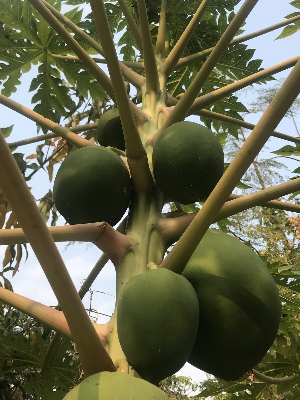 青い果実」の76万点のロイヤリティフリー画像、写真素材、絵Shutterstock