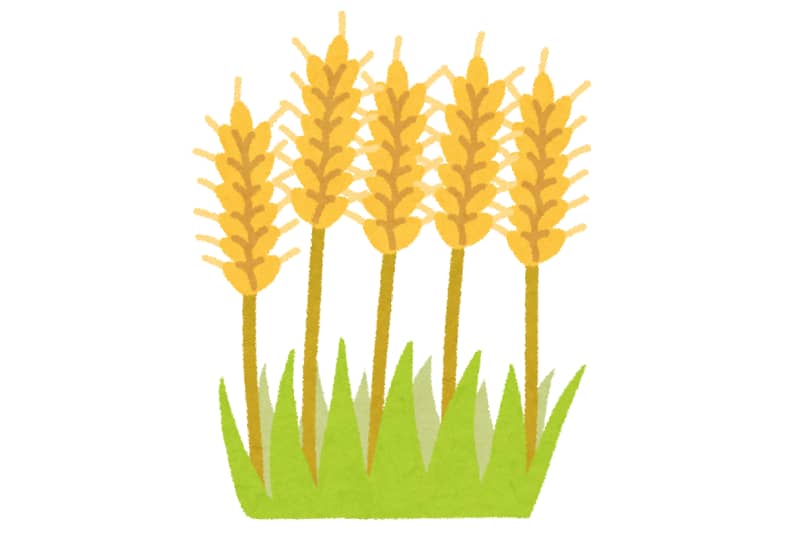 大麦豆知識 大麦の歴史・構造・種類と用途大麦を知る -全麦連