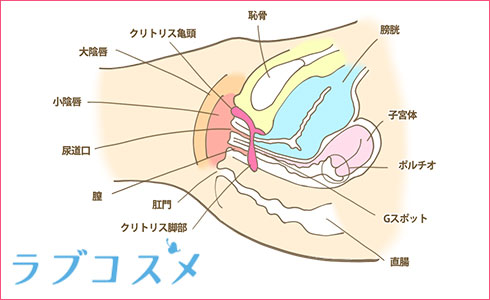 解説】Gスポットの開発方法やイクためのコツとテクニック｜ホットパワーズマガジン